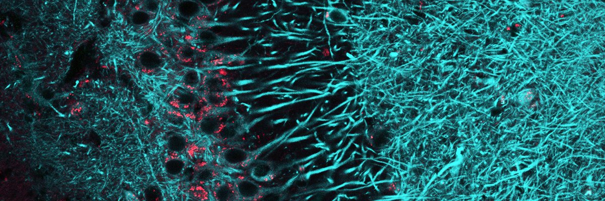 Sardiello Lab banner