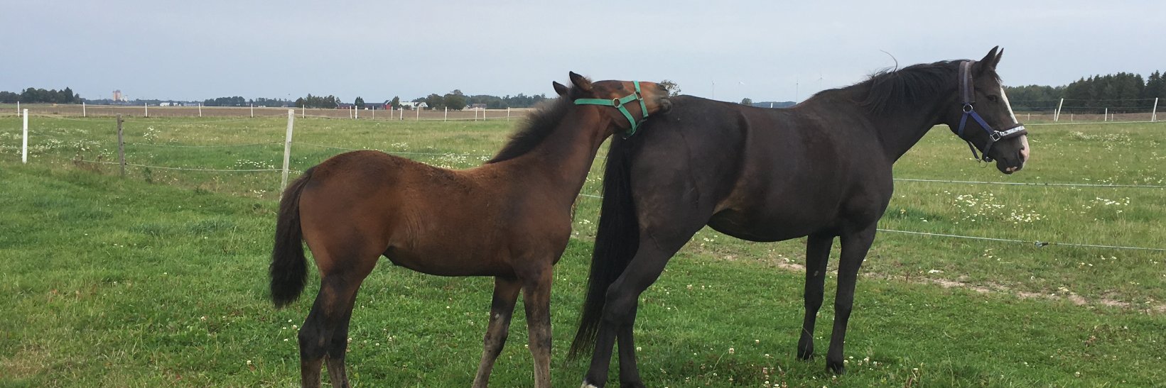 Mikael Johansson banner