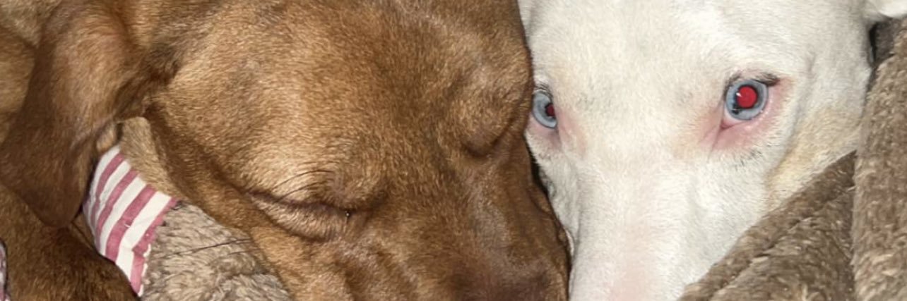ell_ryy's profile banner image