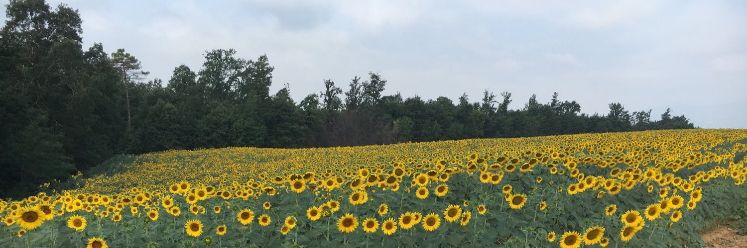 Dr Kaye Tatton banner
