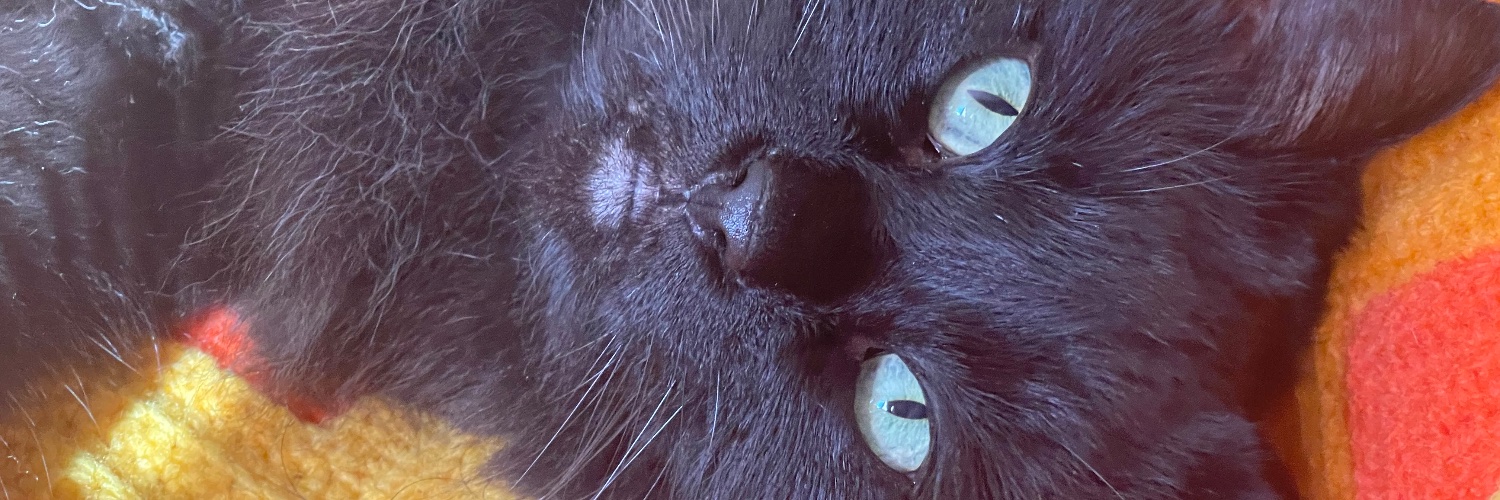 SailorToot's profile banner image