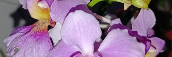 Doshida Shohei 🇲🇬 🇯🇵 🇫🇷 🇧🇷 banner