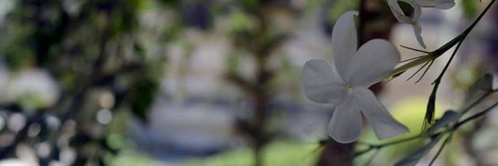 Nour Allahham banner