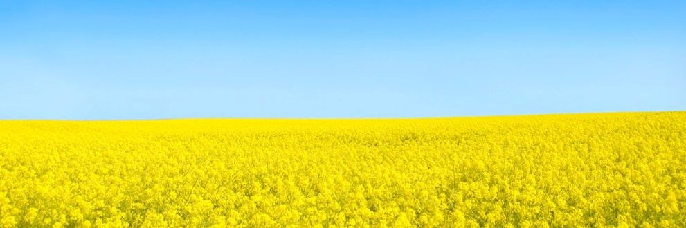 Cat Shepherd banner
