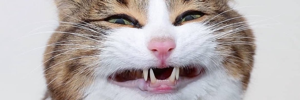 thelilpopy's profile banner image