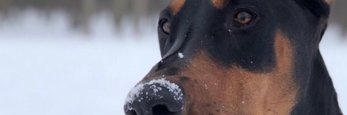 Xcel8Rated banner