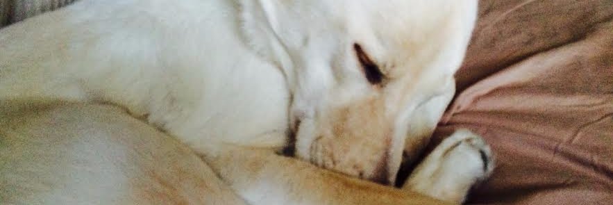 Bradley Falkner banner