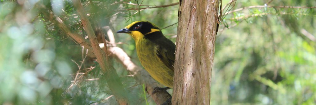 Arabella Eyre banner