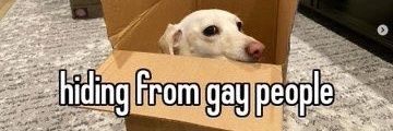 woofy dawg banner