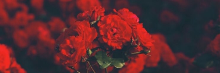 26022000Harry's profile banner image