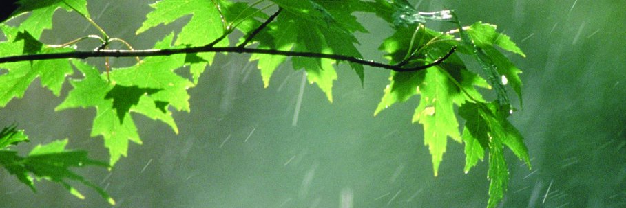 Stephanie Barnett banner