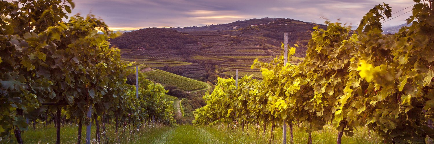 Carson & Carnevale Wines banner