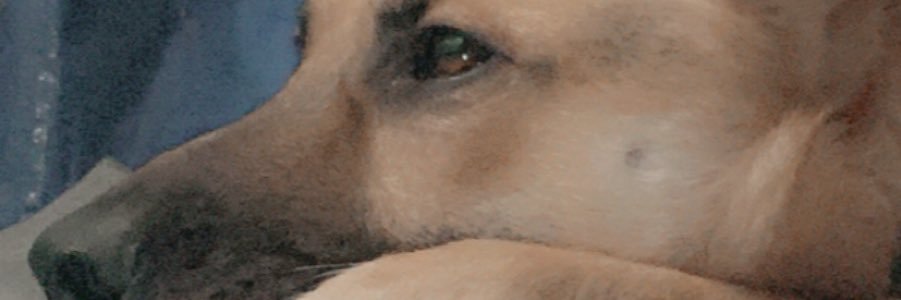 AllysaKing's profile banner image