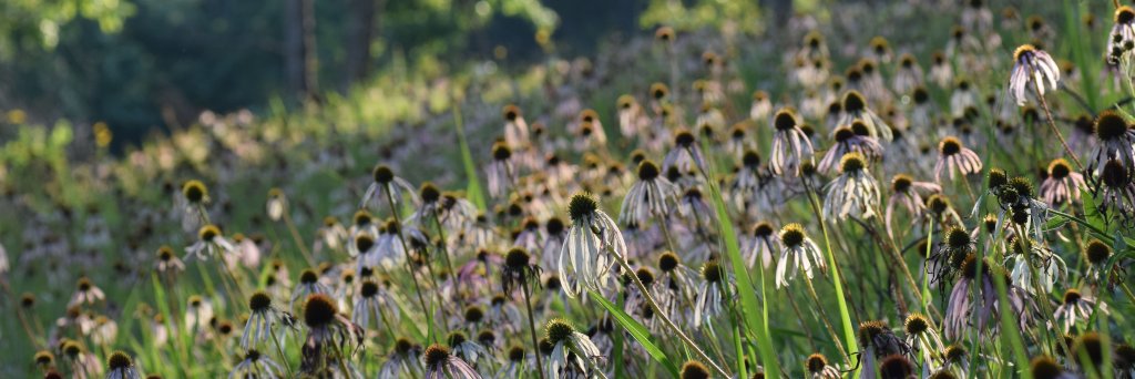 Jonathan Bauer banner