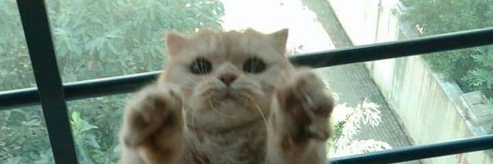 Meow__st's profile banner image