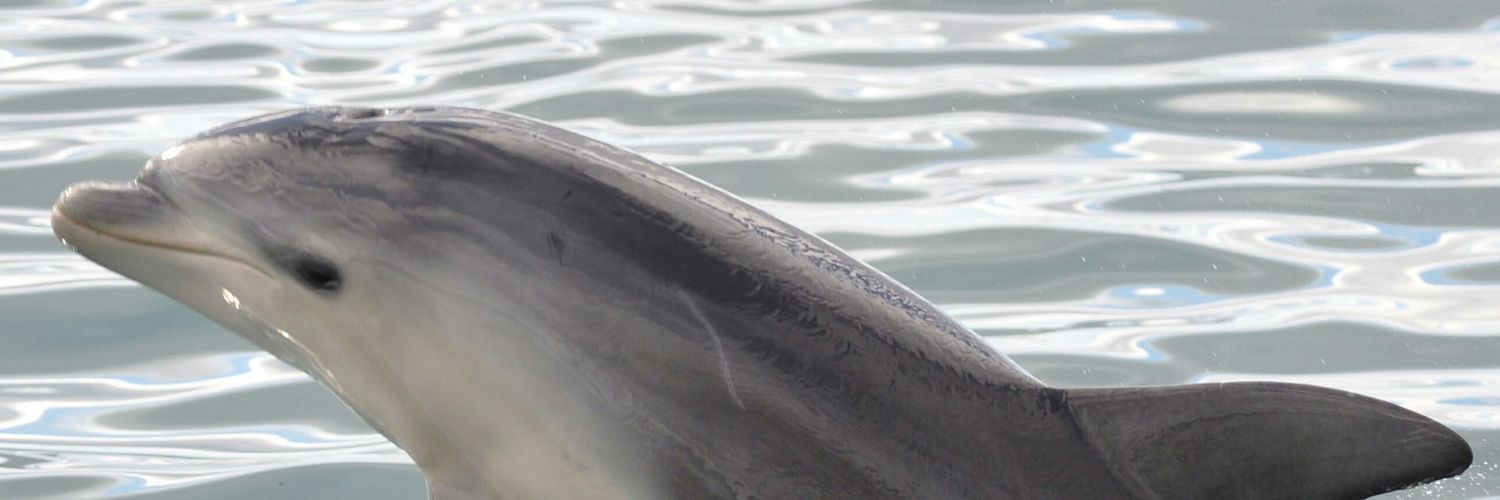dolphin_man_b's profile banner image