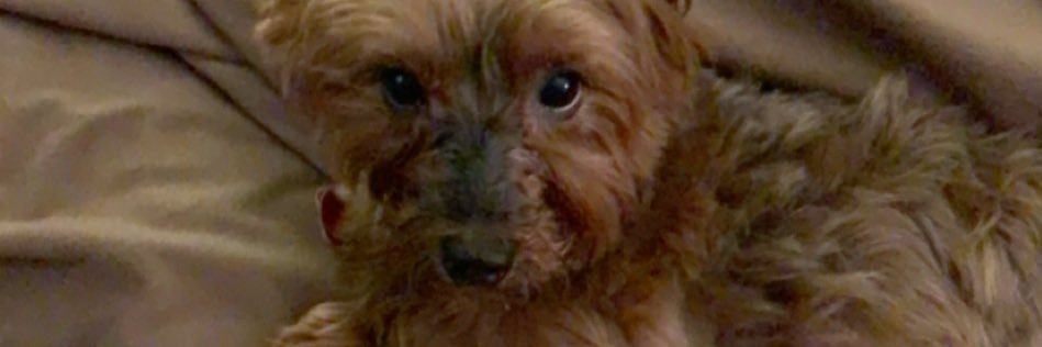 CuriousGeorgieN's profile banner image