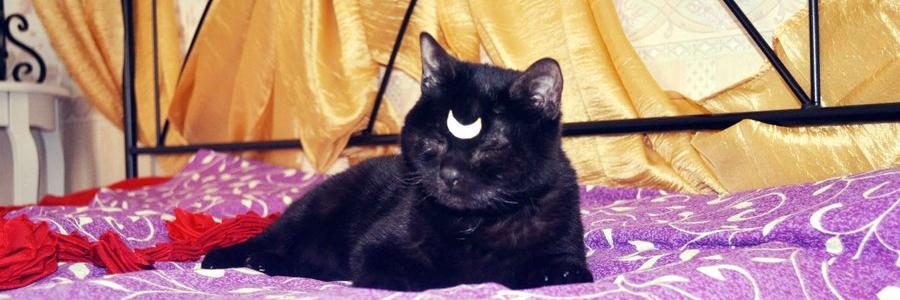 CaTCrIs555's profile banner image