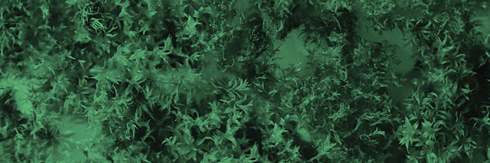 Antony Evans banner