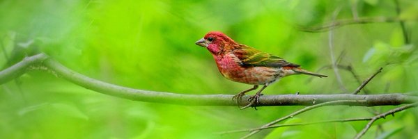 Lucent508 Profile Banner