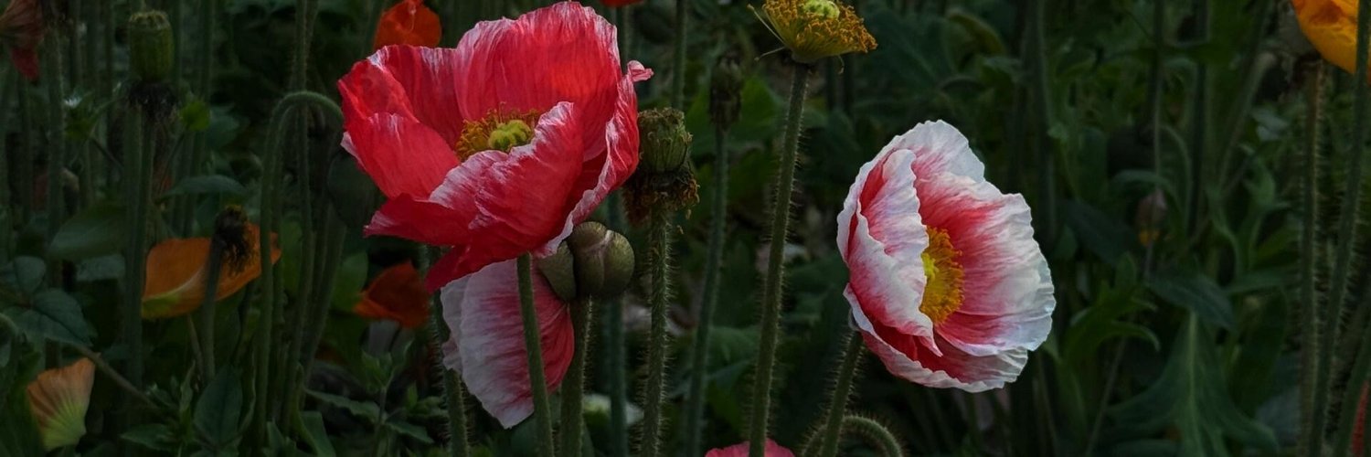 ayk_only's profile banner image