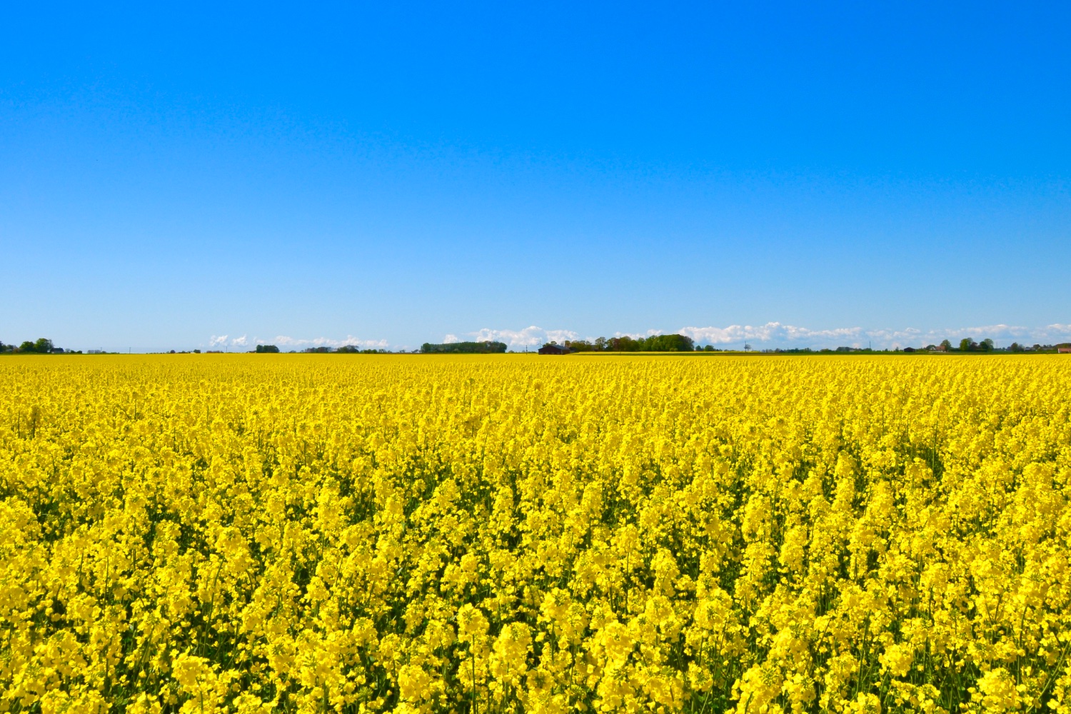 Petter Birgersson banner