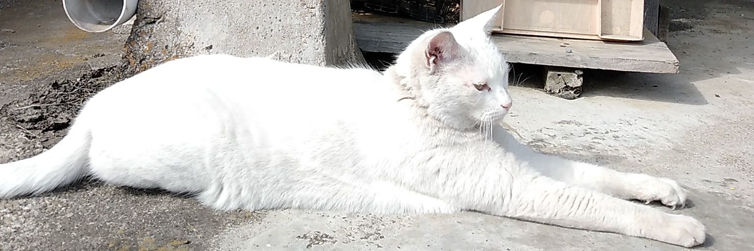asamina70622's profile banner image