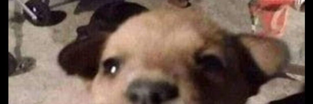 ElEmi212 banner