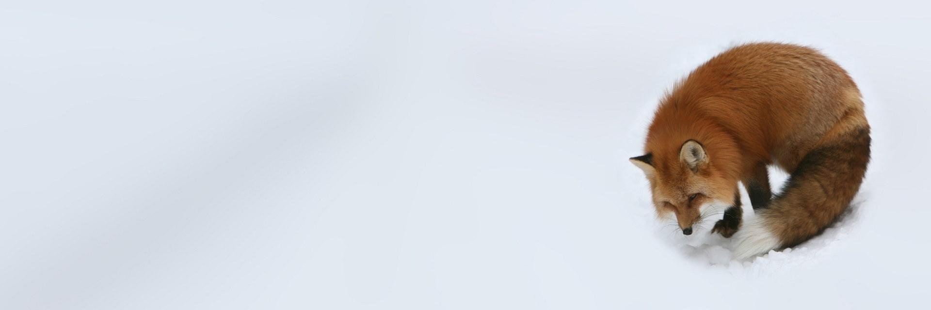 Twitter banner for @mirac