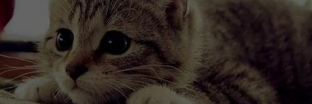livetmar's profile banner image