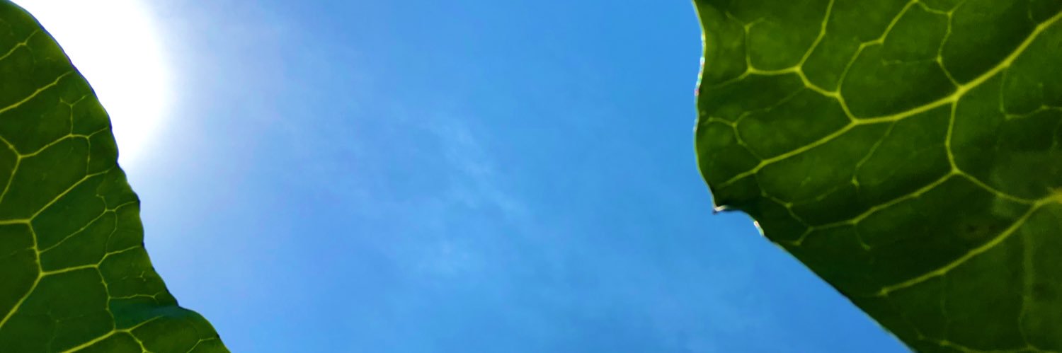 mzkroni's profile banner image