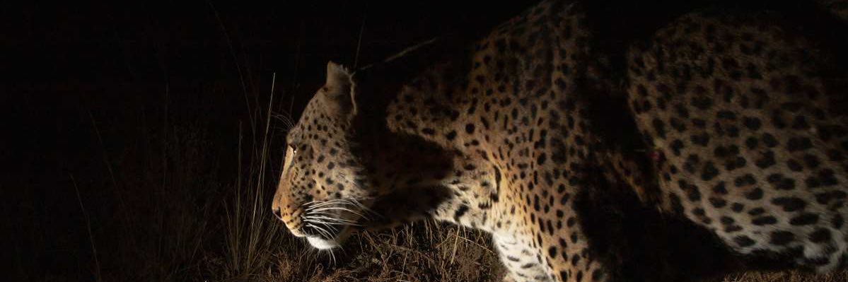 Alban 🇨🇩 banner