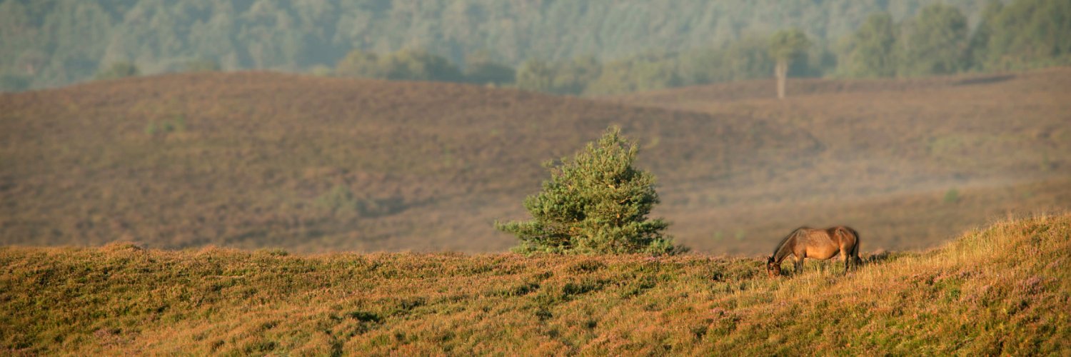 Go New Forest CIC banner