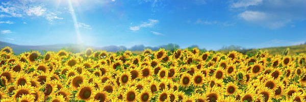 Frank X. Placencia banner