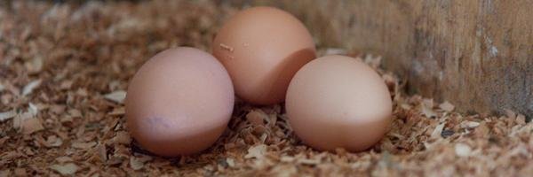 cinnamonceres's profile banner image