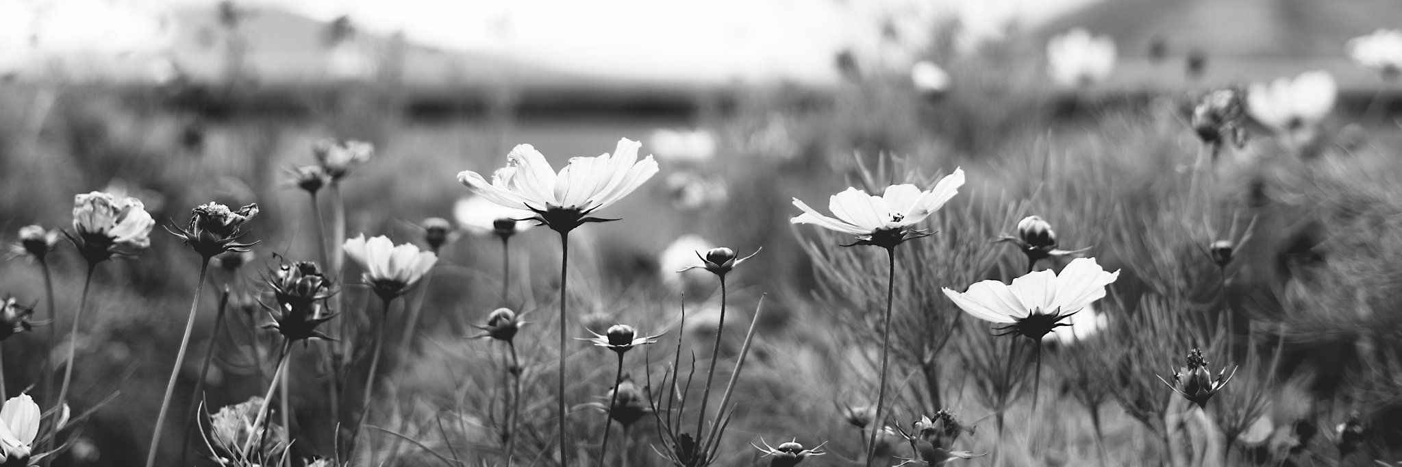 florrchaa_'s profile banner image