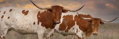 murray_quaid's profile banner image