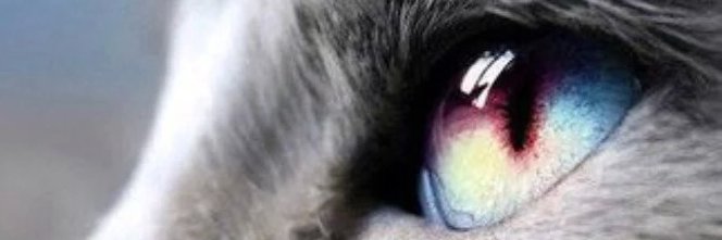 irenz's profile banner image