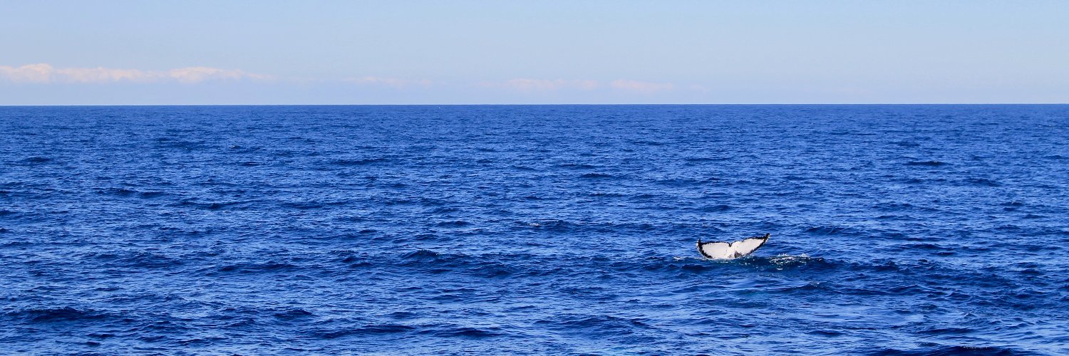 Laura Caffrey banner