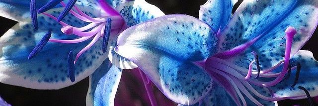 MGG Leo …ᘛ⁐̤ᕐᐷ banner