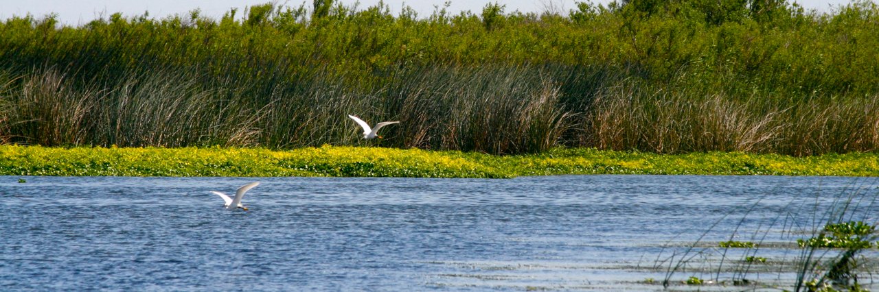 Steven Culberson banner
