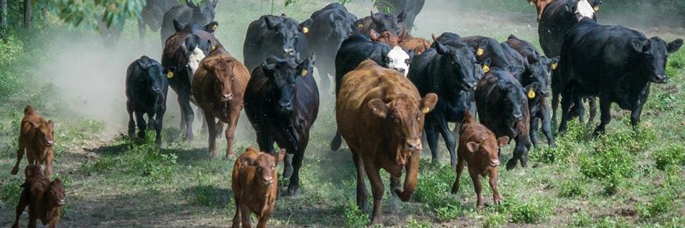 Duma Meats banner