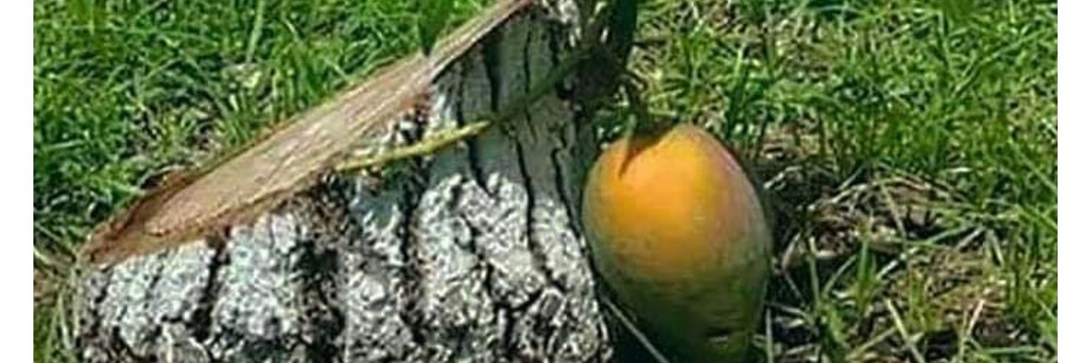 Musaparadisiaca's profile banner image
