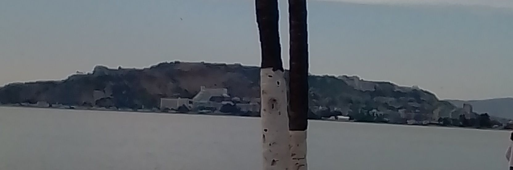 libia rosa banner