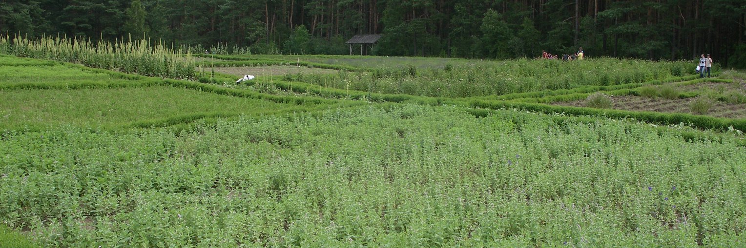 Thyme Growers Assoc. banner