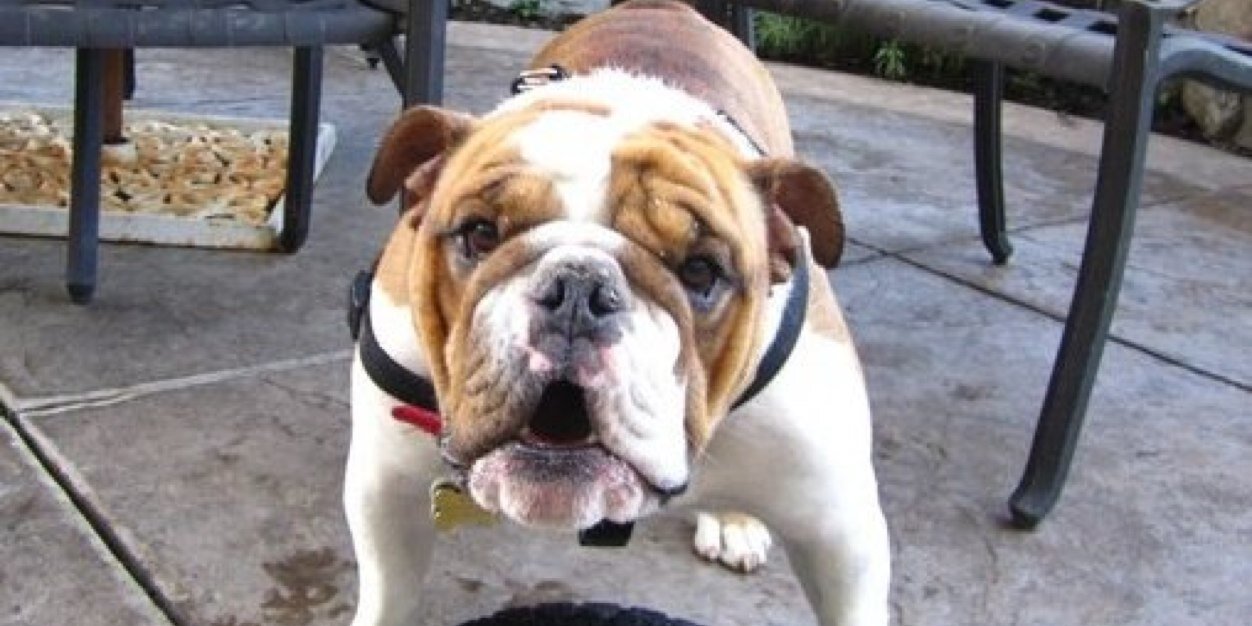 Tankthebully's profile banner image