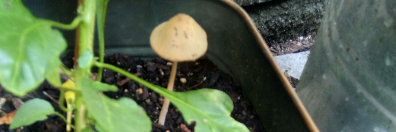 Bagtown Soup Queen banner