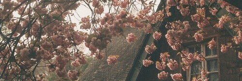 wattpadfantasy's profile banner image