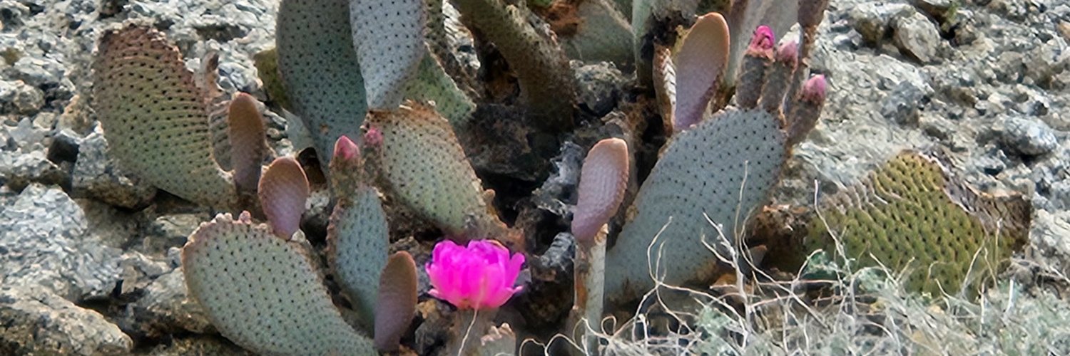 Lindsey Godfrey Eccles banner