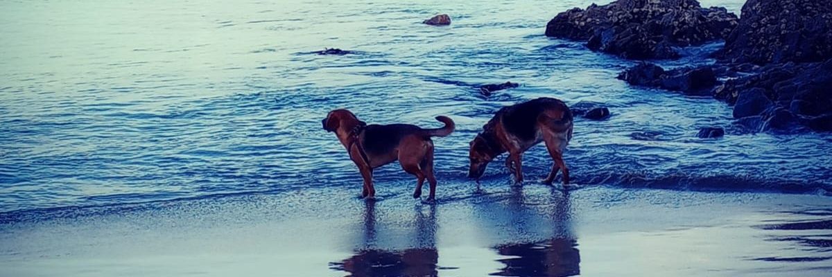SorrymeYurii's profile banner image